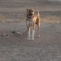 حیوون فروشیه