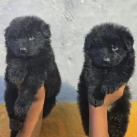 سگ ژرمن بلک موبلند