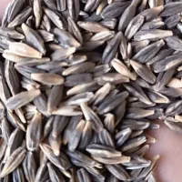 جو سیاه دامی