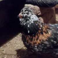 تخم نطفه دار گلین