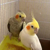 عروس هلندی جفت