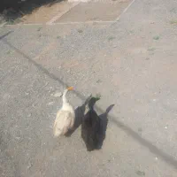فروش اردک نر و ماده تخم گذار