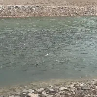 ماهی قزل الا ۱۵۰گرم اسپانیا