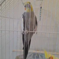 عروس هلندی رام و سخنگو