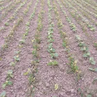 کود هیومیک اسید محرک رشد اصل کانادایی برای کشاورزی