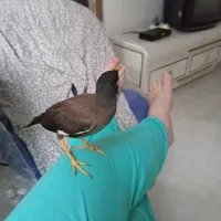 فروش مرغ مینا
