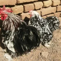 فروش ویژه مرغ زینتی+قفسه‌های مرغ و بلدرچین