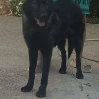 سگ ژرمن