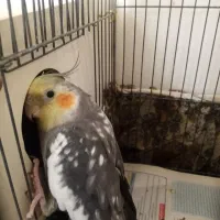سلام یک جفت عروس خوب