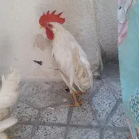 فروش ۲ عدد خروس جوان سفید