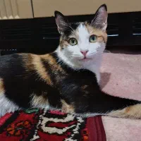 واگذاری گربه