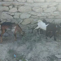 کهر ارتشی نر وماده خورنده