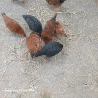 جوجه
