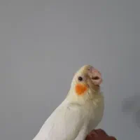 عروس هلندی گم شده