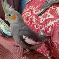 عروس هلندی