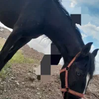 اسب|اسب و تجهیزات اسب‌سواری|فشاپویه, |دیوار