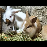 بچه خرگوش های زیبا