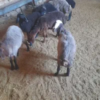 بره ماده جنس