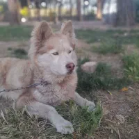 سگ هاسکی|سگ|سمنان, |دیوار