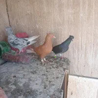 کبوتر