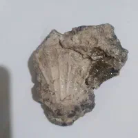 فسیل