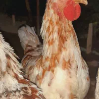 خروس نژاد لوهمن