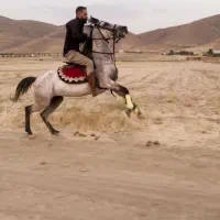 مادیان سواری دار