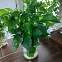 قلمه گل پتوس تازه وشاداب