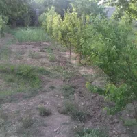 باغ بلورد