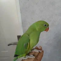 جوجه ملنگو سریلاکی رام