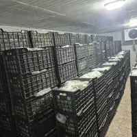 استخدام کارگر در سردخانه بندرعباس