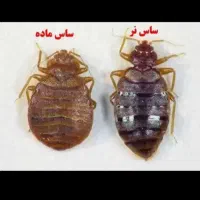 سمپاشی ضمانتی باغستان گلشهر مهرشهر طالقانی حصارک