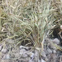 سیر تازه