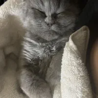 یک بچه گربه سه چهار ماهه