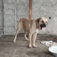 پژدر ماده