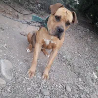 پیتبول ماده آماده جفت