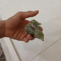مرغ عشق|پرنده|سقز, |دیوار