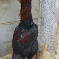 لاری نژاد افغان