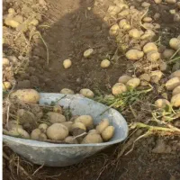 سیب بذری وخوراکی سیب زمینی بذری  کلومبا ورانومی