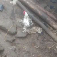 فروش میاتوری