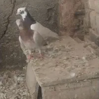 طوقی‌.هفت‌رنگ