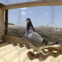 ماده خرقه