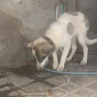 واگذاری سگ نگهبان
