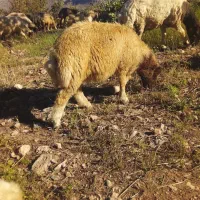 بره‌نر