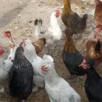 مرغ و خروس