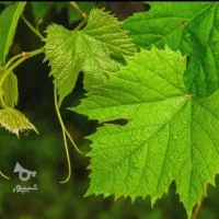 فروش برگ مو تر تازه