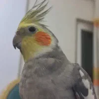 عروس هلندی نر سخنگو