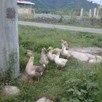 قوغاز و خروس محلی