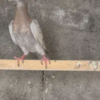پلاکی جان اردن و ون روی