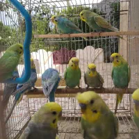 مرغ عشق مولد